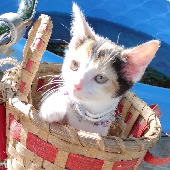 Gypsy! - Picture 3 of 5